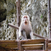 talen krabi